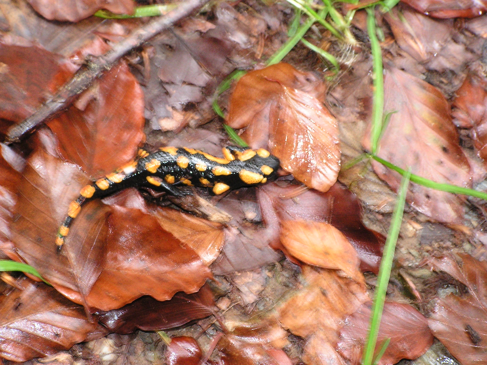 salamandra škvrnitá